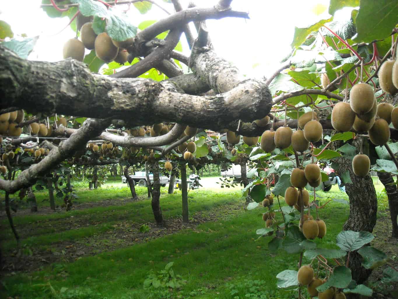 Te Puke: Plant & Food Research