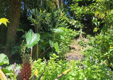 Food Forests Tauranga