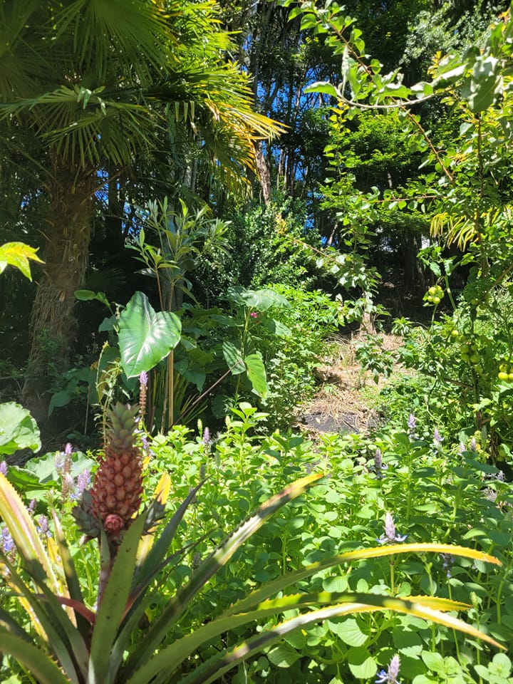 Food Forests Tauranga