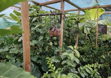 Tropical Food Growers & Food Forests Bay of Plenty