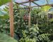 Tropical Food Growers & Food Forests Bay of Plenty