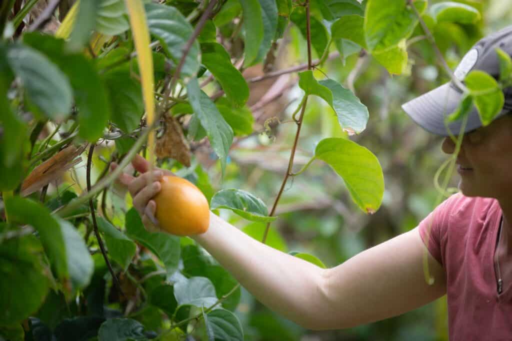 A Day in Paradise: Pruning Tamarillos with Passion for Bay Tropics!