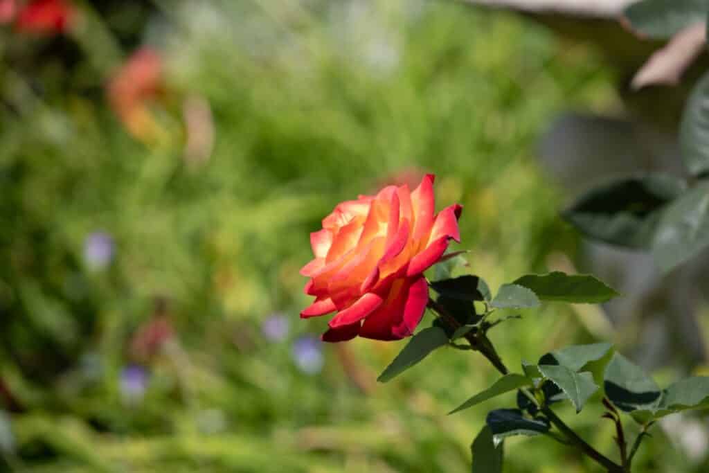 A Unified Vision - Documenting the Te Puke Coast Lions Garden Ramble 2025